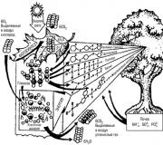 Comunități și ecosisteme Ecologie Etape de dezvoltare